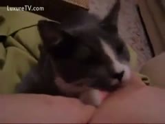 The nipple of its zoophilic, inquisitive owner with enormous tits is licked and sucked by the milk-hungry cat.